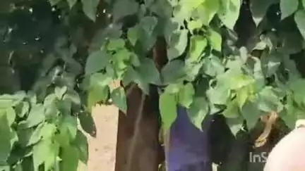 बंजरिया: जनेरवा में पेड़ के कारण 11 हजार वॉल्ट के तार में बार-बार शॉट सर्किट से विद्युत आपूर्ति बाधित, पेड़ काटकर आपूर्ति बहाल