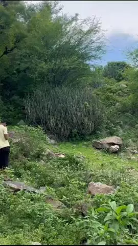 आमेर: बिदारा की पहाड़ी में पेड़ से लटका मिला युवक का शव, युवक की हुई पहचान