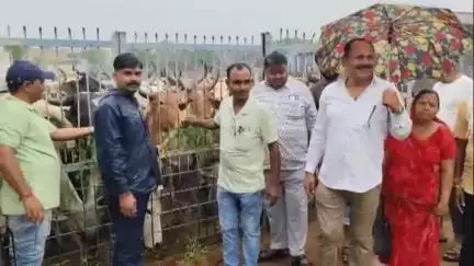 सुमेरपुर: प्रदेश अध्यक्ष मदन राठौड़ ने सुमेरपुर उपखंड क्षेत्र में 71वां जन्मदिन गायों को हरा चारा और वृक्ष लगाकर सादगी से मनाया