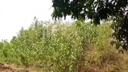 बैतूल: शासन-प्रशासन से उम्मीद टूटी तो ग्रामीणों ने बनाई सड़क, धौल गांव का मामला