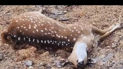 రేణిగుంట గురవరాజు పల్లి ఎస్టీ కాలనీ సమీపంలో గుర్తు తెలియని వాహనం ఢీకొని జింక మృతి