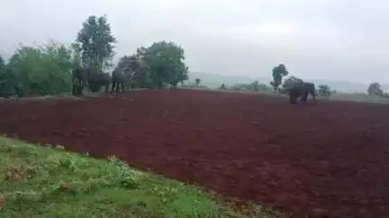 अनूपपुर: चार हाथियों का झुंड पहुंचा डिंडौरी सीमा, अनूपपुर में 50 से अधिक मकानों में तोड़फोड़