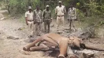 ಹನೂರು: ಹುಣಸೆ ಬೈಲು ಅರಣ್ಯದಲ್ಲಿ
ಮರಿ ಆನೆ ಕಳೇಬರ ಪತ್ತೆ, ಸಹಜ ಸಾವೆಂದು ದೃಢ