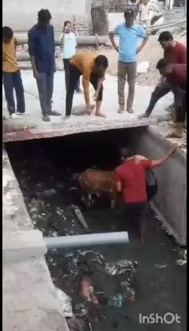 बीकानेर: चुना भट्ठा वाला मुख्य मार्ग पर खुले नाले में गिरा गोवंश, स्थानीय लोगों ने किया विरोध