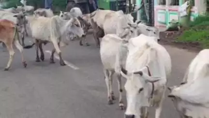 ढीमरखेड़ा: उमरियापान-ढीमरखेड़ा मार्ग पर मवेशियों का डेरा, वाहनों की टक्कर से हो रहे हैं घायल