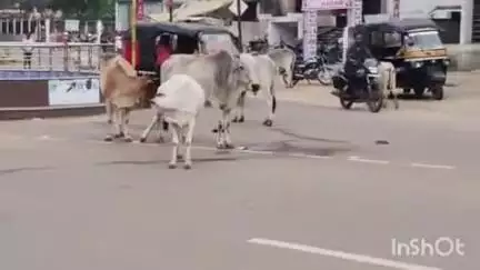 बैकुंठपुर: कोरिया कलेक्टर ने कहा- सड़क से आवारा पशुओं को नहीं हटाने पर होगी कार्रवाई