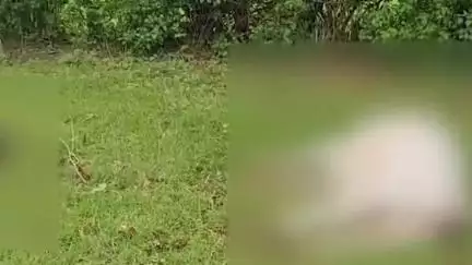 सेमरिया: सेमरिया के रहट गांव में बिजली के तारों में फंसकर आधा दर्जन से अधिक मवेशियों की मौत