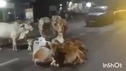 खिरकिया: खिरकिया के मुख्य मार्गों और हरदा-खंडवा हाईवे पर बैठ रहे मवेशी