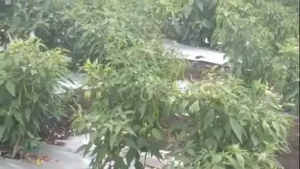 सिल्लोड: मिरची पिकाचे भाव घसरले सिल्लोड तालुक्यातील मिरची पिक घेणारे शेतकरी आर्थिक संकटातJansamasya