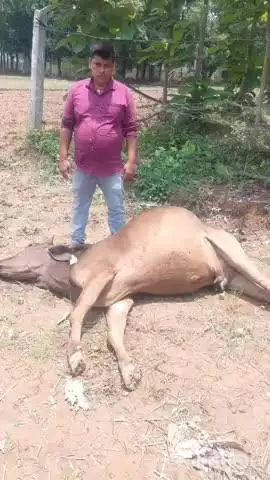 अरवल: विभाग की लापरवाही से बेलांव पंचायत में सड़क पर गिरा था बिजली तार, करंट से गाय की मौत