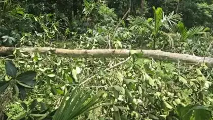 സുൽത്താൻബത്തേരി: പൊറുതിമുട്ടിച്ച് കാട്ടാനകളുടെ വിളയാട്ടം, വണ്ടിക്കടവിൽ കാട്ടാനയെ തുരത്താൻ നടപടിയില്ല #localissue