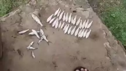 पांकी: महुगांई गांव के डैम में शरारती तत्वों ने डाला जहर, तड़प-तड़प कर मर गईं मछलियां