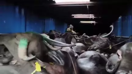 महाराजपुर: गढ़ीमलहरा थाना क्षेत्र में हिंदू जोड़ों संगठन ने टोल प्लाजा के पास भैंसों से भरा ट्रक पकड़ा