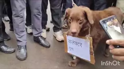 गुना नगर: जिला न्यायालय की शिफ्टिंग का विरोध, डीएम ज्ञापन लेने नहीं आए, हनुमान चौराहे पर वकीलों का चक्का जाम, स्वान को दिया ज्ञापन