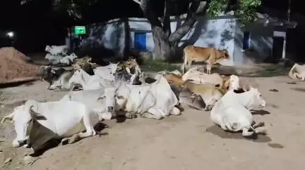 पलारी: पलारी क्षेत्र में गौठान की जगह सड़कों पर घूम रहे मवेशी, अधिकारियों और जनप्रतिनिधियों को नहीं है सुध
