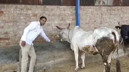 राजगढ़: मोक्ष भूमि गौशाला राजगढ़ में वृक्षारोपण कर व गुड़ खिलाकर मनाया भाजपा प्रदेश अध्यक्ष मदन राठौड़ का जन्मदिन