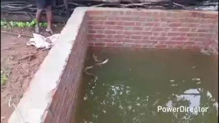नैनपुर: ग्राम बोरी पीपरड़ाही में सेप्टिक टैंक में गिरा कोबरा नाग, सर्पमित्र ने किया रेस्क्यू