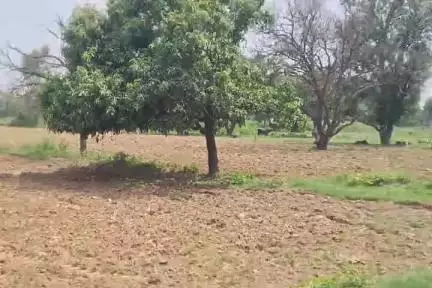 सहावर: भनूपुरा गांव में बीती रात चोरों ने दो भैंसों पर किया हाथ साफ