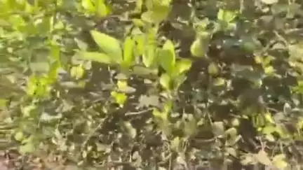 काटोल: फळपिक विमा योजनेत भाग घेण्यासाठी 06 जुलै पर्यंत मुदतवाढ