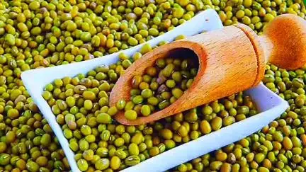 वारासिवनी: वारासिवनी में ग्रीष्मकालीन मूंग एवं उड़द उपार्जन के लिए 5 जुलाई तक किसान करवा सकेंगे पंजीयन