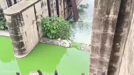 रेवाड़ी: धारूहेड़ा में साहबी बैराज मसानी से लगातार छोड़ा जा रहा है प्रदूषित जहरीला पानी
