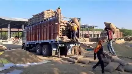सोहागपुर: सेमरी हरचंद मंडी में बुधवार को मूंग ₹7255 प्रति कुंटल बिकी, फसल बिकवाली के भाव जारी