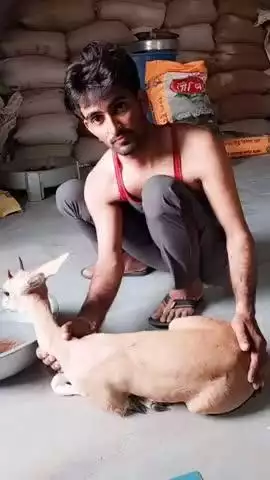 नोखा: नोखा में दो अलग क्षेत्रों में आवारा कुत्तों ने हिरण पर किया हमला, ग्रामीणों ने किया रेस्क्यू