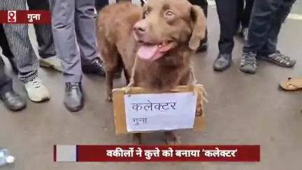गुना में वकीलों का अनोखा प्रदर्शन, 'कलेक्टर गुना' लिखी तख्ती एक कुत्ते के गले में लटकाकर उसे चौराहे पर घुमाया