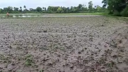 रावतभाटा: रावतभाटा में तेज बारिश से जनजीवन अस्त-व्यस्त, खेतों में पानी भरने से फसलों को भारी नुकसान, घरों में भी घुसा पानी