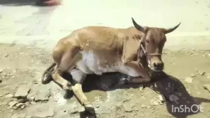 डूंगरपुर: कलेक्ट्रेट मार्ग पर चौपहिया वाहन ने गाय को मारी टक्कर, प्राथमिक उपचार के बाद गाय को गौशाला भेजा गया