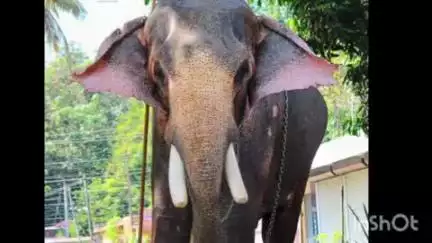 കോഴഞ്ചേരി: ഓമല്ലൂർ രക്തകണ്ഠസ്വാമി ക്ഷേത്രത്തിലെ മണികണ്ഠൻ ആന ചരിഞ്ഞു