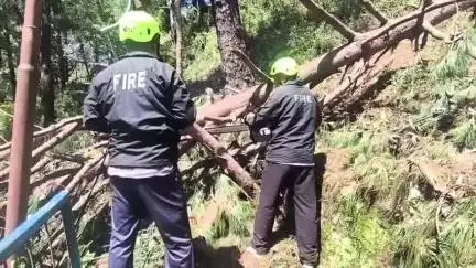 चमोली: गोपेश्वर नया बस अड्डा व वन विभाग कॉलोनी के पैदल मार्ग पर गिरे पेड़ को फायर कर्मियों ने हटाकर आवाजाही को किया सुचारु