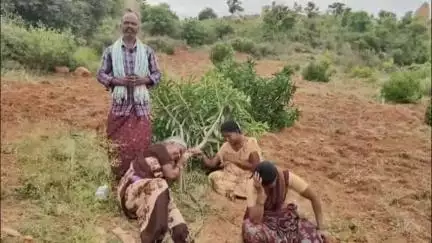 వెంగళమ్మ చెరువులో మామిడి చెట్ల నరికివేత