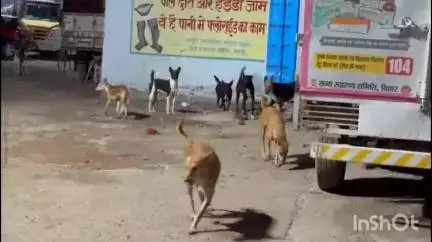 नवादा: नवादा के सदर अस्पताल में आवारा कुत्तों का आतंक, मरीज और परिजन परेशान, नगर परिषद नहीं दे रही ध्यान