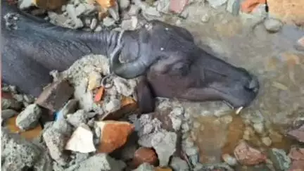हमीरगढ़: मंगरोप इलाके में बारिश से नोहरे की दीवार गिरने से गाय-भैंस की हुई मौत, दो तालाब छलके, मंगरोप मार्ग हुआ बंद