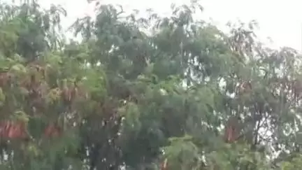 मुशहरी: मुजफ्फरपुर में झमाझम बारिश से लोगों को गर्मी से राहत मिली, कामकाजी लोग परेशान