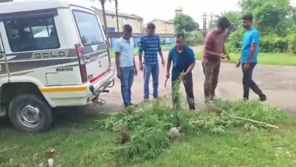 কল্যাণী: কল্যাণীতে একটি বাড়ীর পেছন থেকে উদ্ধার বিপুল পরিমাণে গাঁজার গাছ, উদ্ধার করলো কল্যাণী থানার পুলিশ