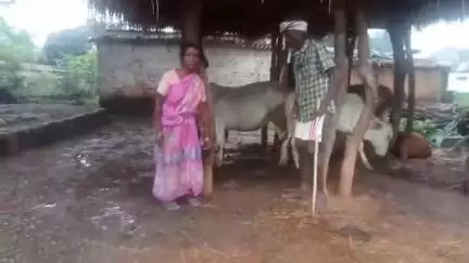 रनियां: गरई गांव में तीन किसानों के चार बैल चोरी, पशुपालक परेशान
