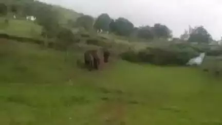 डिंडौरी: डिंडौरी और अनूपपुर के लुढरा व बसनिया गांव में 4 हाथियों के आने से ग्रामीणों में दहशत