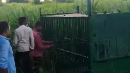 पूरनपुर: गांव चिरागा में दो माह से बाघ की दहशत, पिंजरा लगाने के बावजूद ग्रामीण संतुष्ट नहीं
