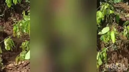 जैतपुर: जैतपुर के शाहपुर के जंगलों में पेड़ से लटका मिला किशोर का शव