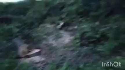 हाथरस: गांव रतनगढ़ी और सुरतपुर में वन माफियाओं ने काटे कई आम के पेड़, ग्रामीणों में आक्रोश, वन विभाग का मोन वीडियो वायरल