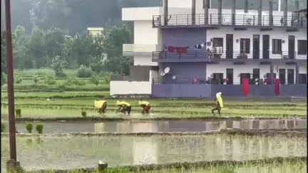 नाहन: सिरमौर जिला के मैदानी इलाकों में धान की रोपाई का कार्य जोरों पर, यहां हजारों बीघा में होता है धान का उत्पादन