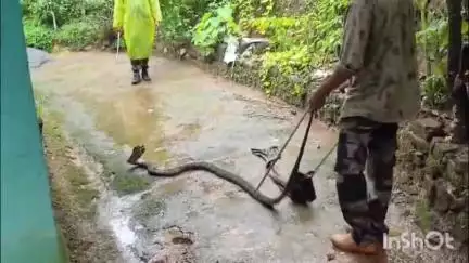നിലമ്പൂർ: അടുക്കളയിൽ കയറിക്കൂടി കൂറ്റൻ രാജവെമ്പാല, ചാലിയാർ പാലക്കയത്ത് വീട്ടിൽ നിന്ന് രാജവെമ്പാലയെ പിടികൂടി