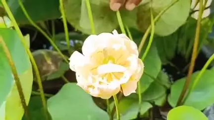 পূর্বস্থলী ২: ছাদ-বাগানে ৪২ প্রজাতির পদ্ম চাষ, বিকল্প আয়ের পথ দেখাচ্ছেন দক্ষিণ সাজিয়ারা এলাকার যুবক