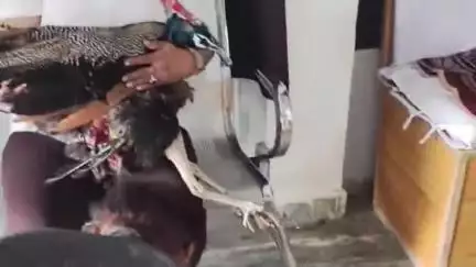 जौरा: जौरा शहर में एमडीएस स्कूल के पास आवारा कुत्ते ने राष्ट्रीय पक्षी मोर पर किया हमला