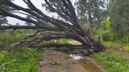 ସୋନପୁର: କମିରା ଜୋର ରାସ୍ତାରେ ଗଛ ପଡି ରାସ୍ତା ଅବରୋଧ, ଯାତାୟାତରେ ଅସୁବିଧା , ଅଗ୍ନିଶମ ବାହିନୀ କଲା ସ୍ୱାଭାବିକ