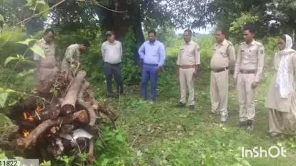 उदयपुर: दावा जंगल में सांप काटने से 2 वर्ष की मादा सावक भालू की मौत, उदयपुर वन विभाग ने किया अंतिम संस्कार