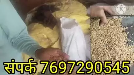 80 से 90 दिन मे आ जाएगी किसान के घर का देशी धान बीज उपलब्ध है पटेल 17 वा पटेल 85 तथा आनंदा संपर्क 7697290545