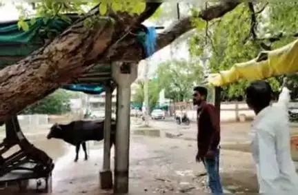 મામલતદાર કચેરીના કમ્પાઉન્ડમાં વર્ષો જુના ઝાડ ધરાશાઈ થયાં